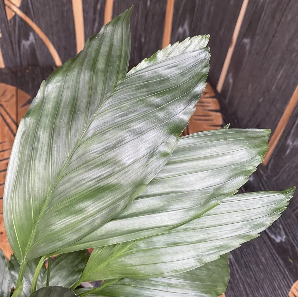 Chamaedorea Metallica (Metallic Fish Tail Palm Tree) 2pp