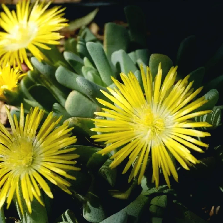 Cheiridopsis Denticulata - suculenta miniaturala cu aspect exotic si intretinere usoara