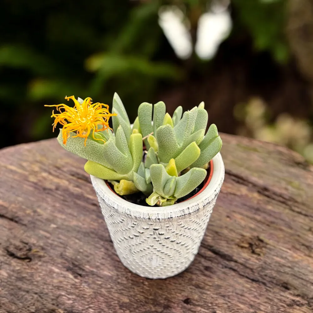 Cheiridopsis Denticulata - suculenta miniaturala cu aspect exotic si intretinere usoara