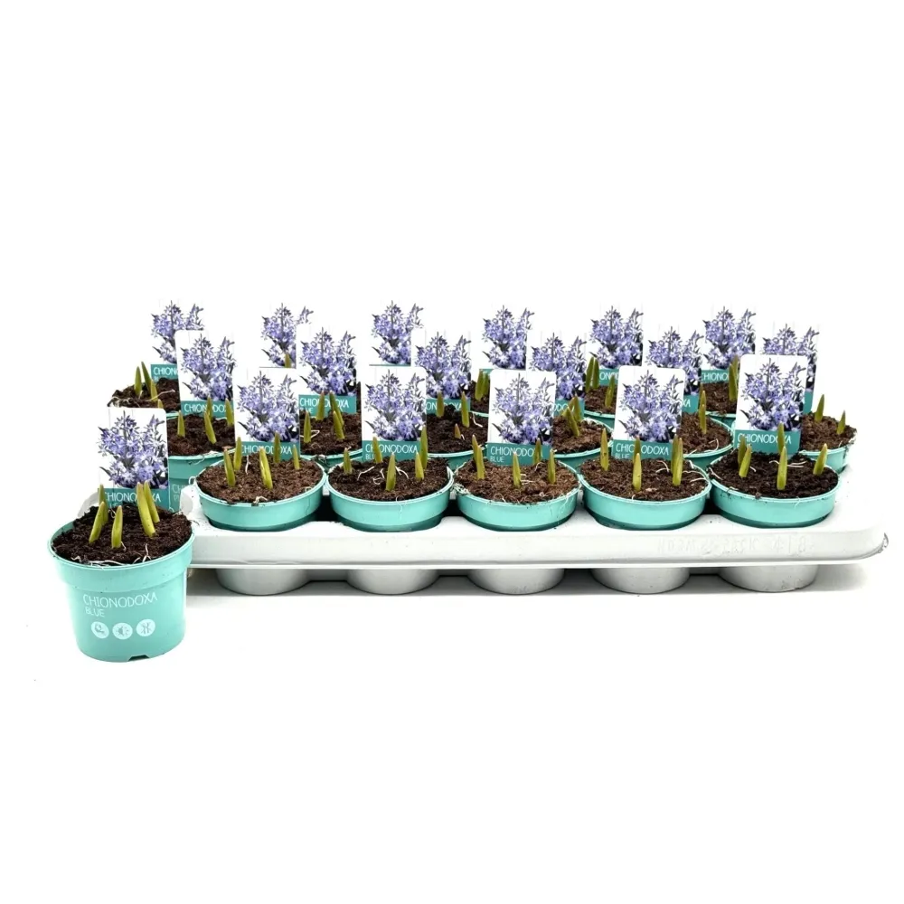 Chionodoxa forbesii 'Blue'