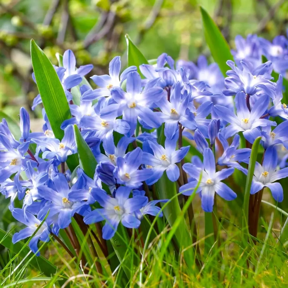 Chionodoxa forbesii 'Blue Giant'