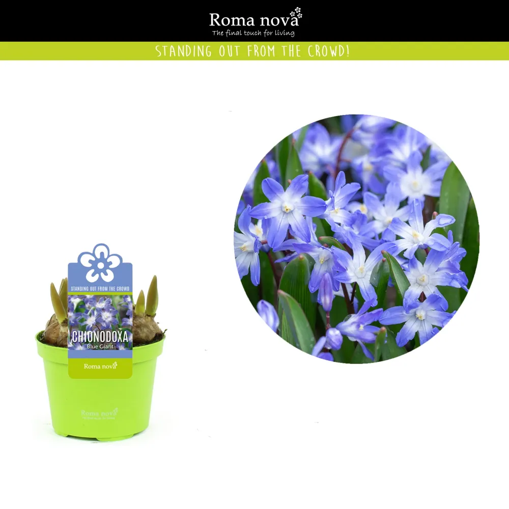 Chionodoxa forbesii 'Blue Giant'