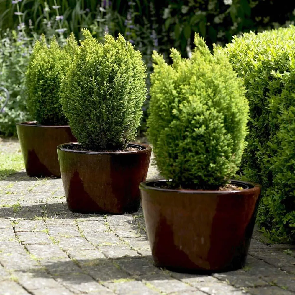 Chiparos Pitic auriu Ellwoods Gold, conifer decorativ galben-auriu, compact, vesnic verde, port conic