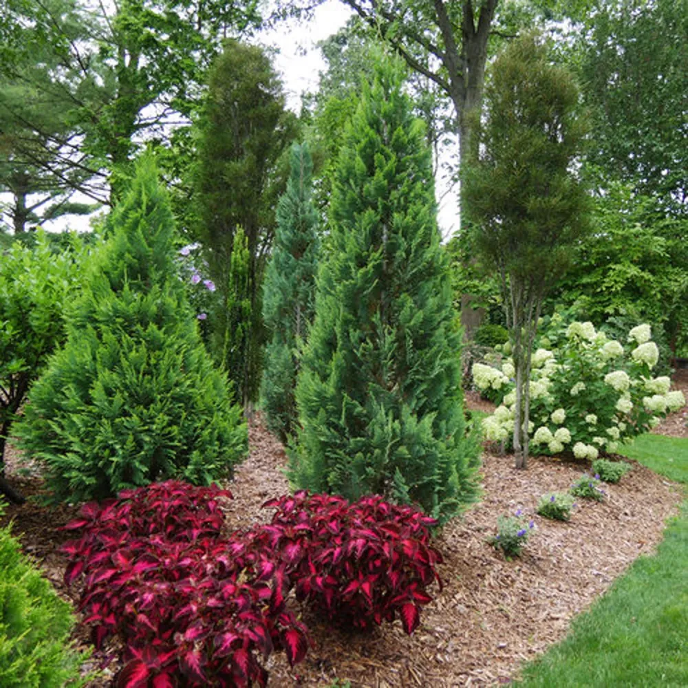 Chiparos Pitic auriu Ellwoods Gold, conifer decorativ galben-auriu, compact, vesnic verde, port conic