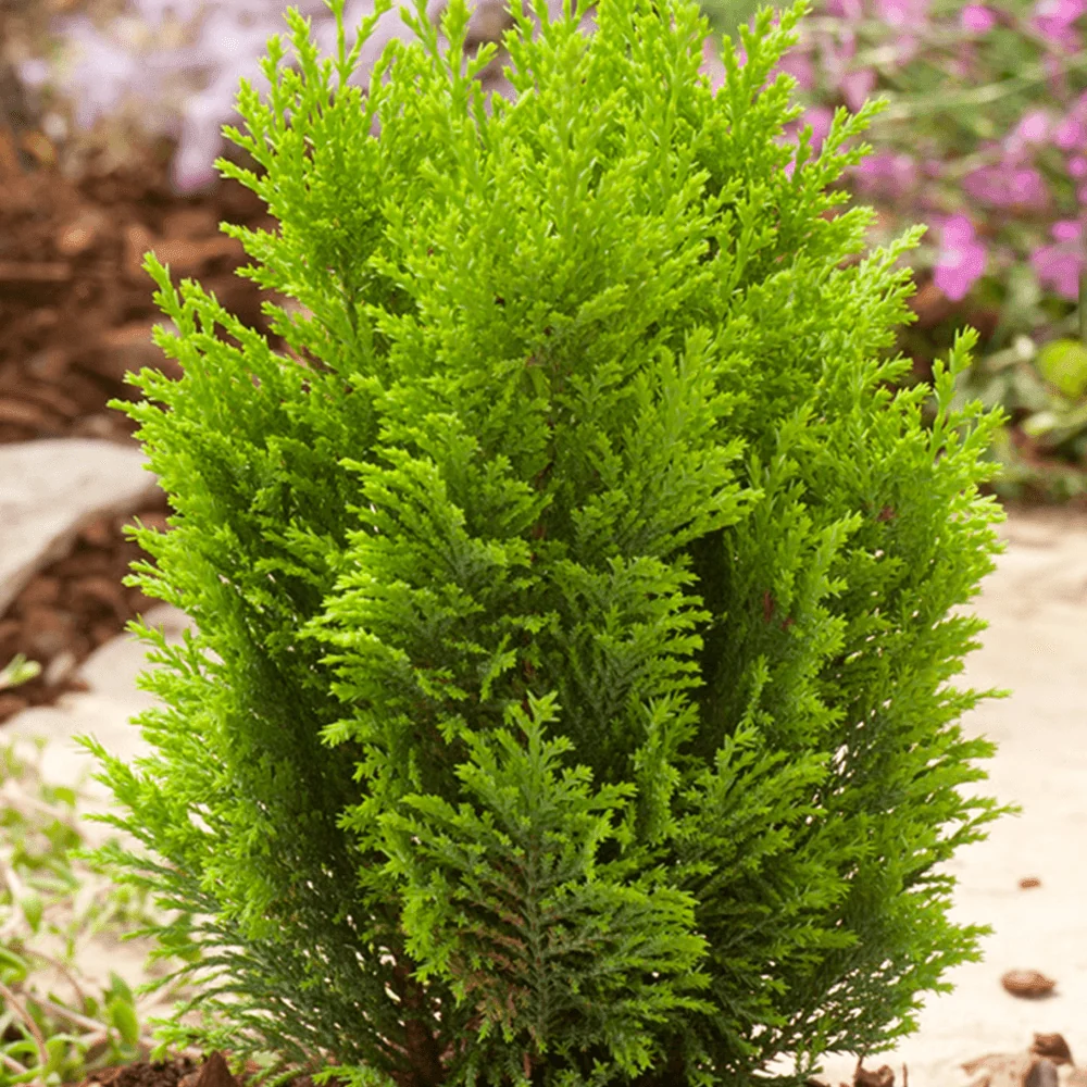 Chiparos Pitic auriu Ellwoods Gold, conifer decorativ galben-auriu, compact, vesnic verde, port conic