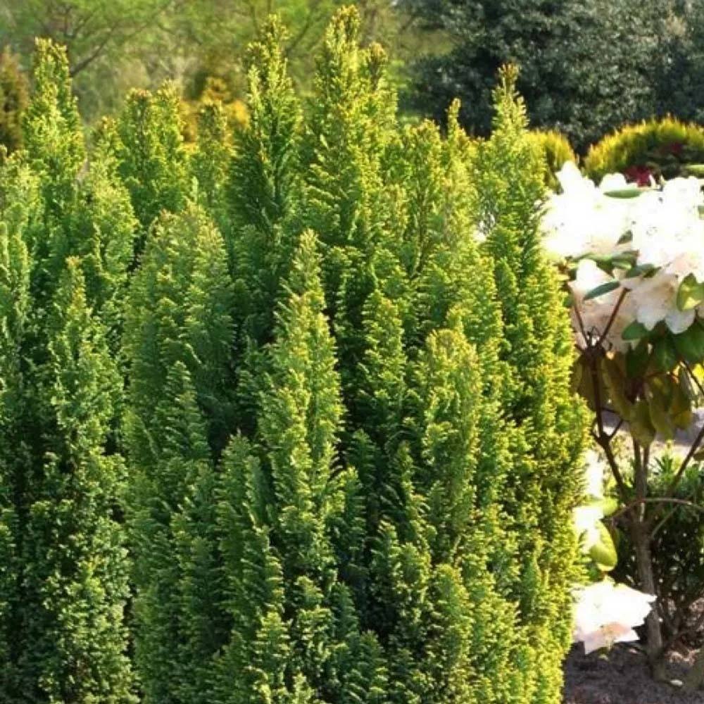 Chiparos Pitic auriu Ellwoods Gold, conifer decorativ galben-auriu, compact, vesnic verde, port conic