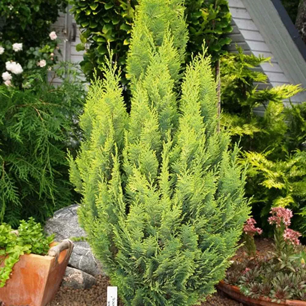 Chiparos Pitic Ellwoods Empire, conifer decorativ galben-verde, compact, vesnic verde, port conic