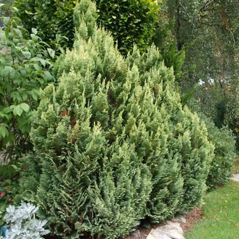 Chiparos Pitic Ellwoods Empire, conifer decorativ galben-verde, compact, vesnic verde, port conic
