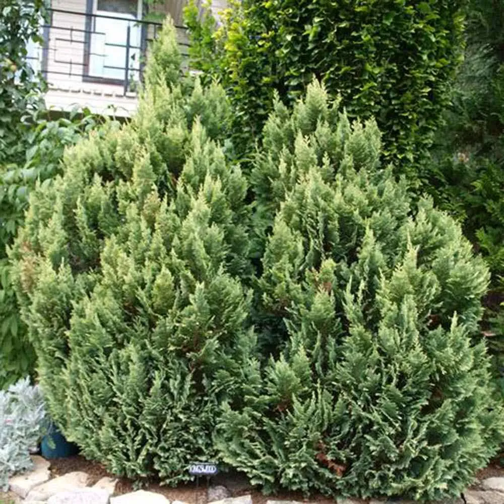 Chiparos Pitic Ellwoods Empire, conifer decorativ galben-verde, compact, vesnic verde, port conic