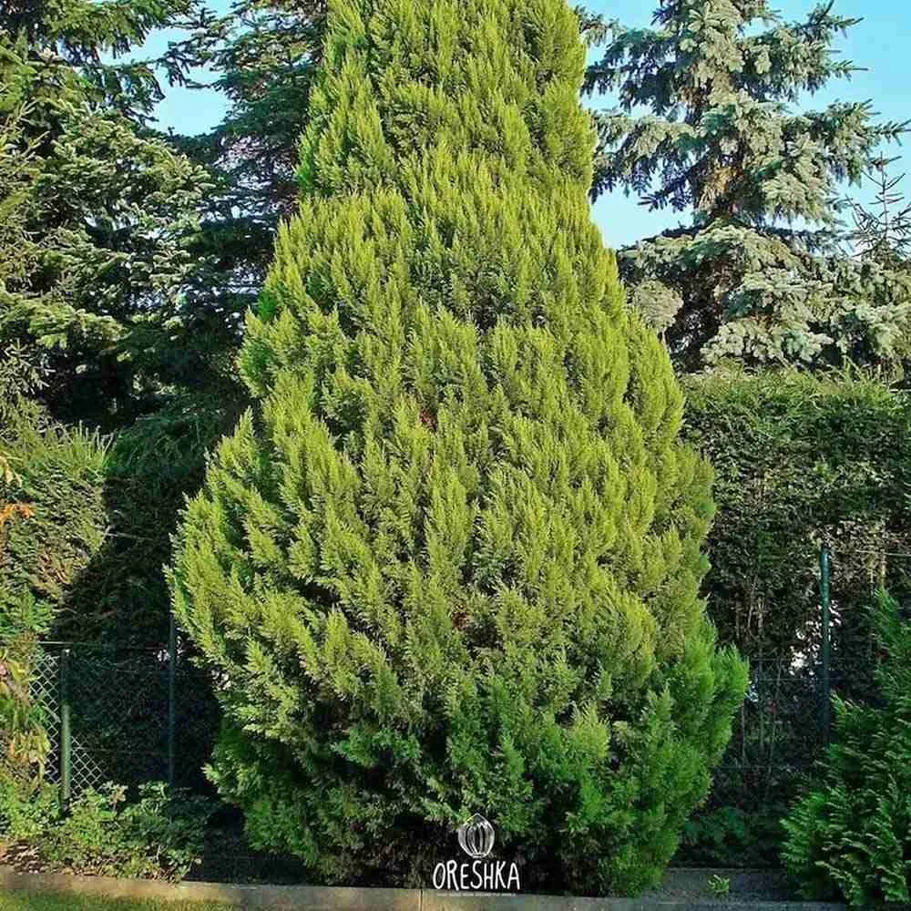 Chiparos Pitic Ellwoods Empire, conifer decorativ galben-verde, compact, vesnic verde, port conic