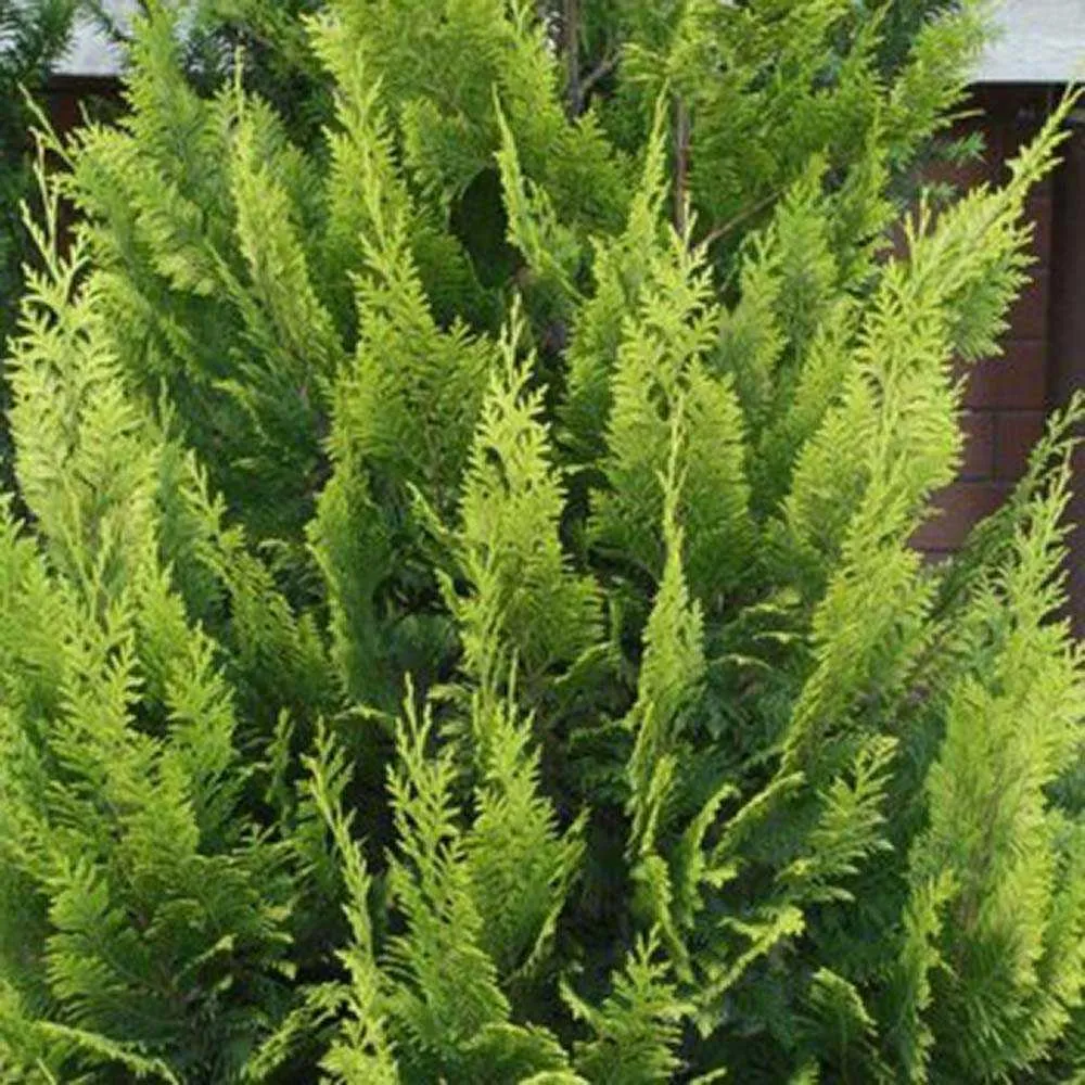 Chiparos Pitic Ellwoods Empire, conifer decorativ galben-verde, compact, vesnic verde, port conic