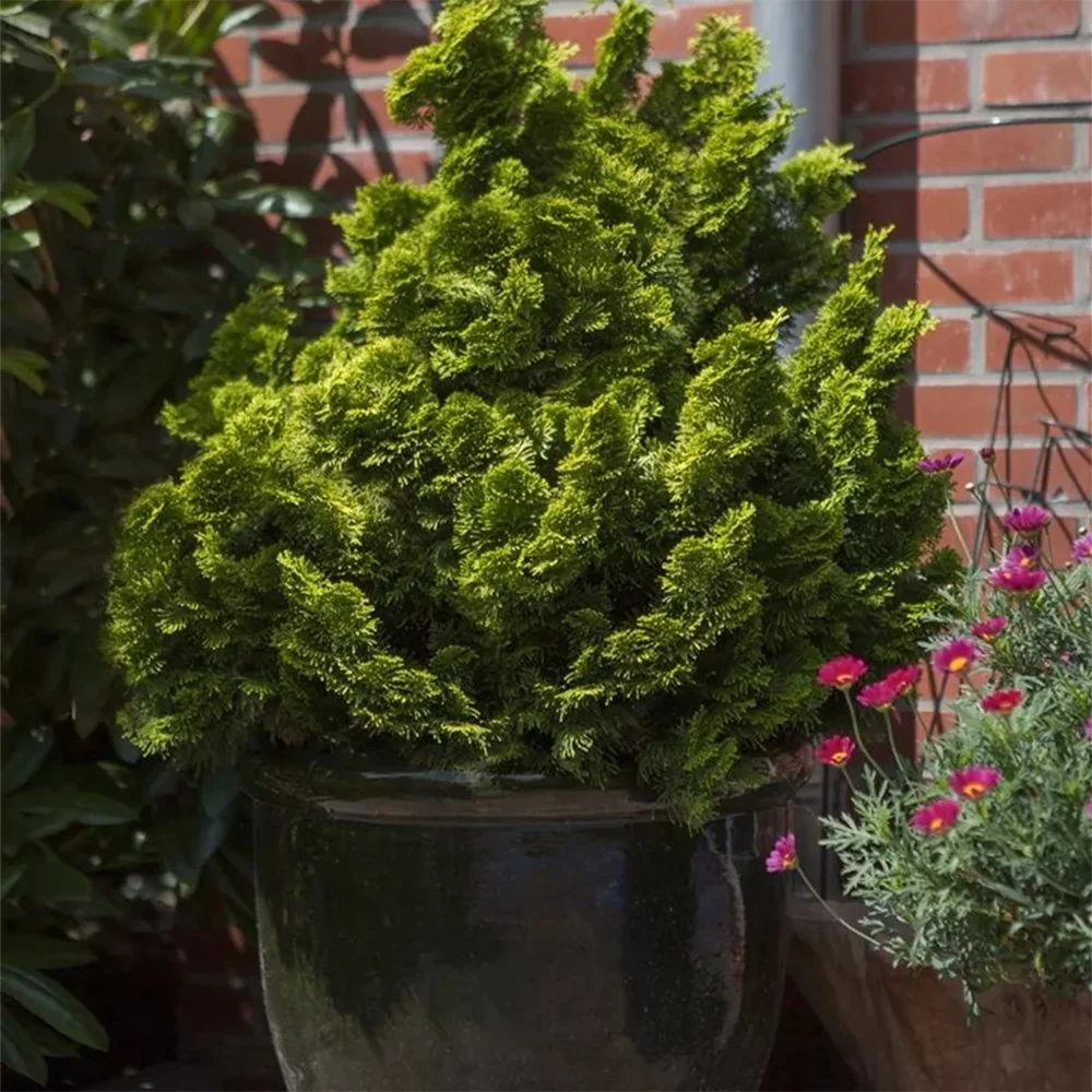 Chiparos Pitic Japonez Hinoki (Chamaecyparis Nana) Gracilis Aurea, conifer pitic galben-auriu, vesnic verde, compact, grad...