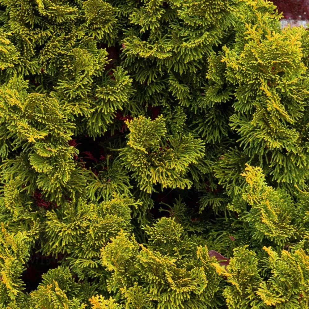 Chiparos Pitic Japonez Hinoki (Chamaecyparis Nana) Gracilis Aurea, conifer pitic galben-auriu, vesnic verde, compact, grad...