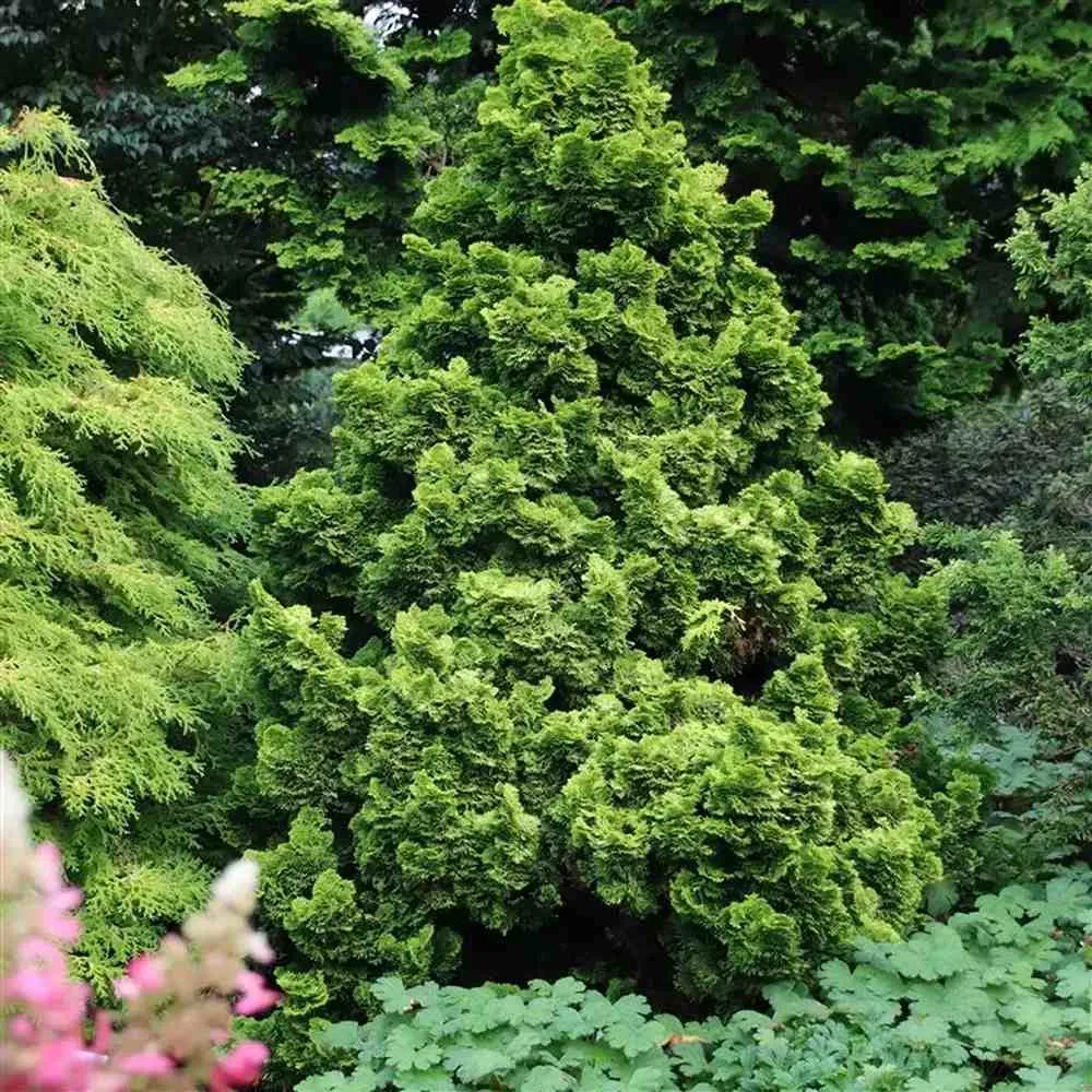 Chiparos Pitic Japonez Hinoki (Chamaecyparis Nana) Gracilis Aurea, conifer pitic galben-auriu, vesnic verde, compact, grad...