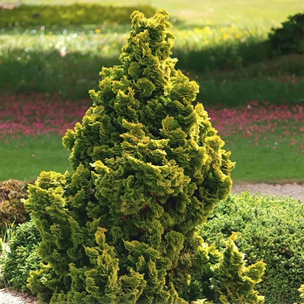 Chiparos Pitic Japonez Hinoki (Chamaecyparis Nana) Gracilis Aurea, conifer pitic galben-auriu, vesnic verde, compact, grad...