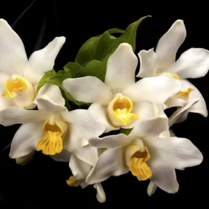 Chysis bractescens *parfumat