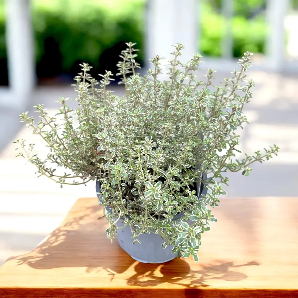 Cimbrisor lamaios argintiu - Thymus x citriodorus 'Silver Queen' (Thymus 'Lady D')