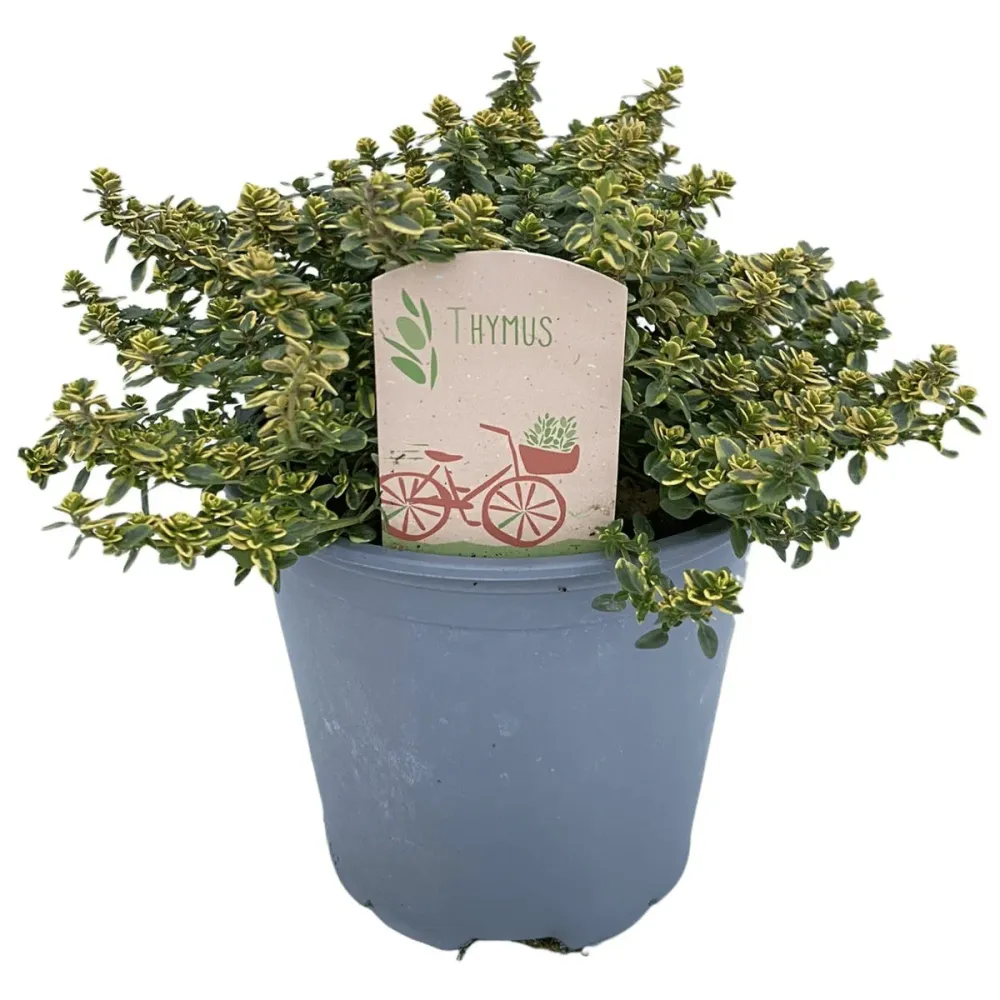 Cimbrisor lamaios argintiu - Thymus x citriodorus 'Silver Queen' (Thymus 'Lady D')