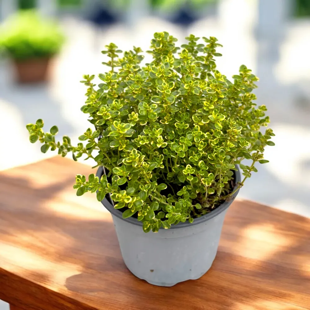 Cimbrisor lamaios variegat - Thymus citriodorus 'Aureus' (Mystic Lemon)
