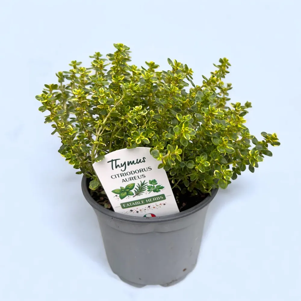 Cimbrisor lamaios variegat - Thymus citriodorus 'Aureus' (Mystic Lemon)