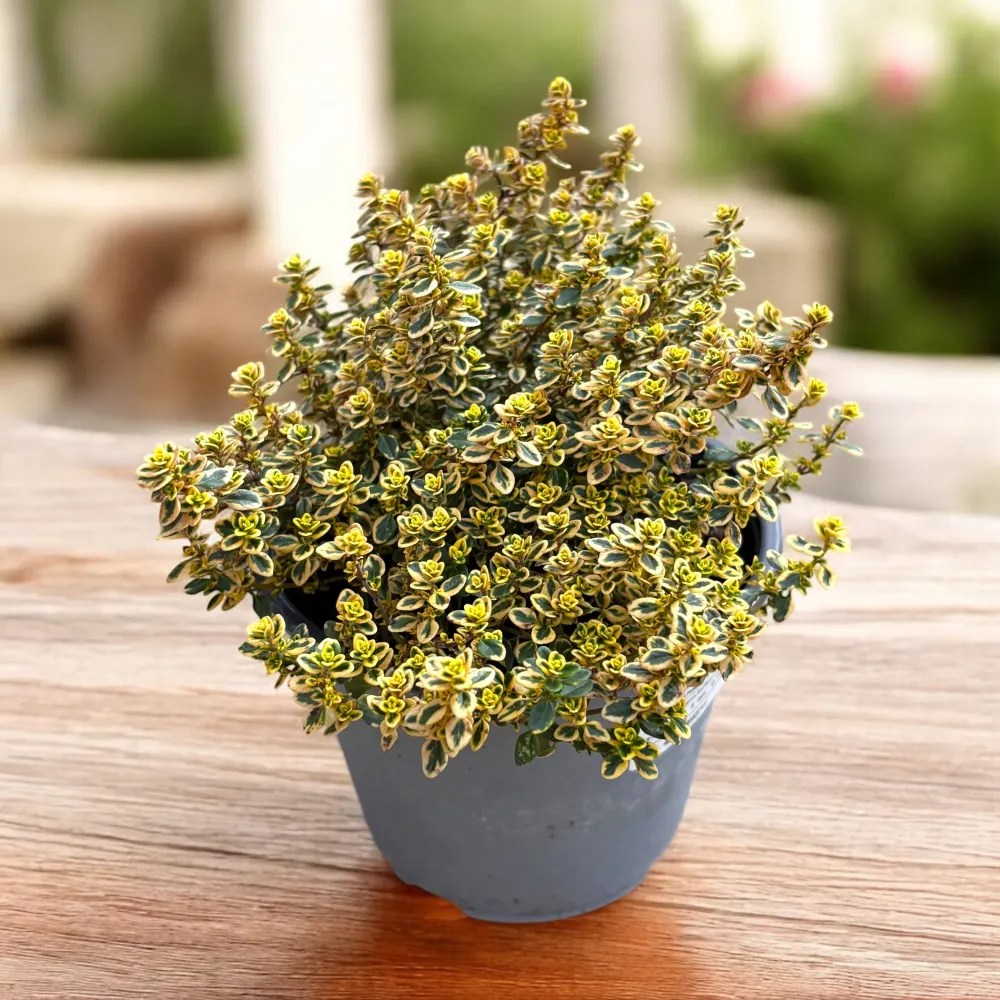 Cimbrisor lamaios variegat - Thymus citriodorus 'Aureus' (Mystic Lemon)