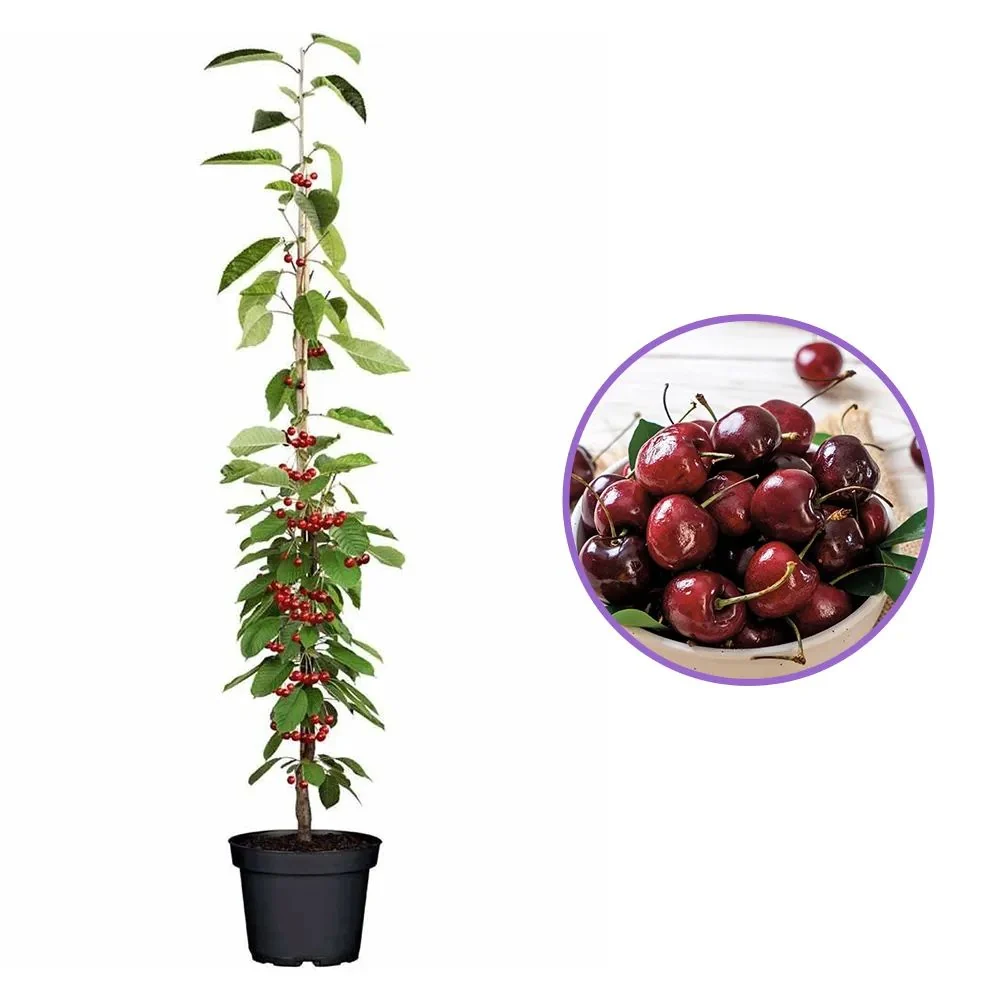 Cires Columnar (Prunus Avium) Sylvia, cu fructe dulci rosii-inchis, 2 pe rod