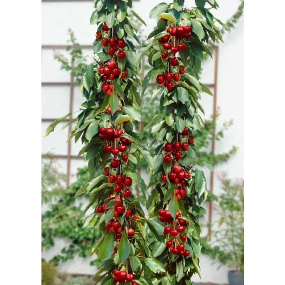 Cires Columnar (Prunus Avium) Sylvia, cu fructe dulci rosii-inchis, 2 pe rod