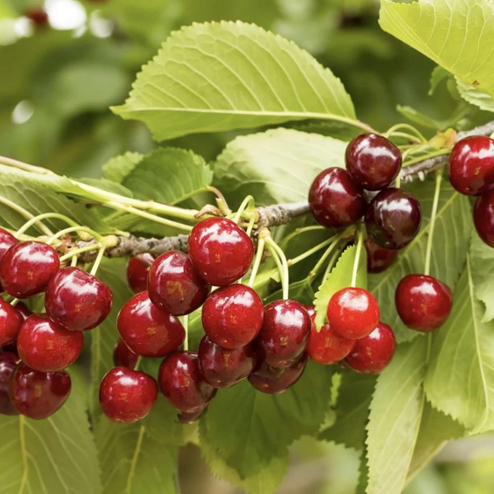 Cires Columnar (Prunus Avium) Sylvia, cu fructe dulci rosii-inchis, 2 pe rod