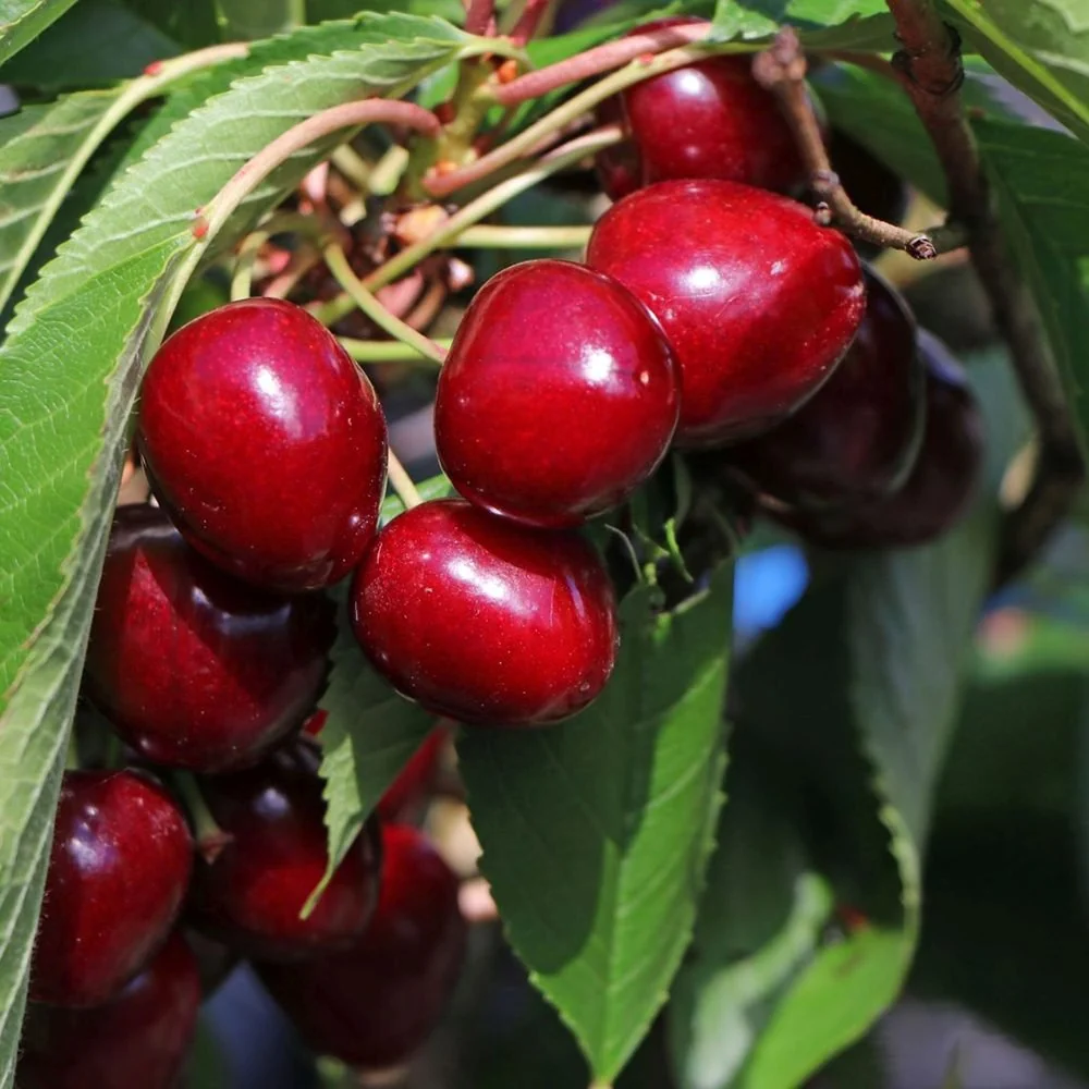 Cires Columnar (Prunus Avium) Sylvia, cu fructe dulci rosii-inchis, 2 pe rod