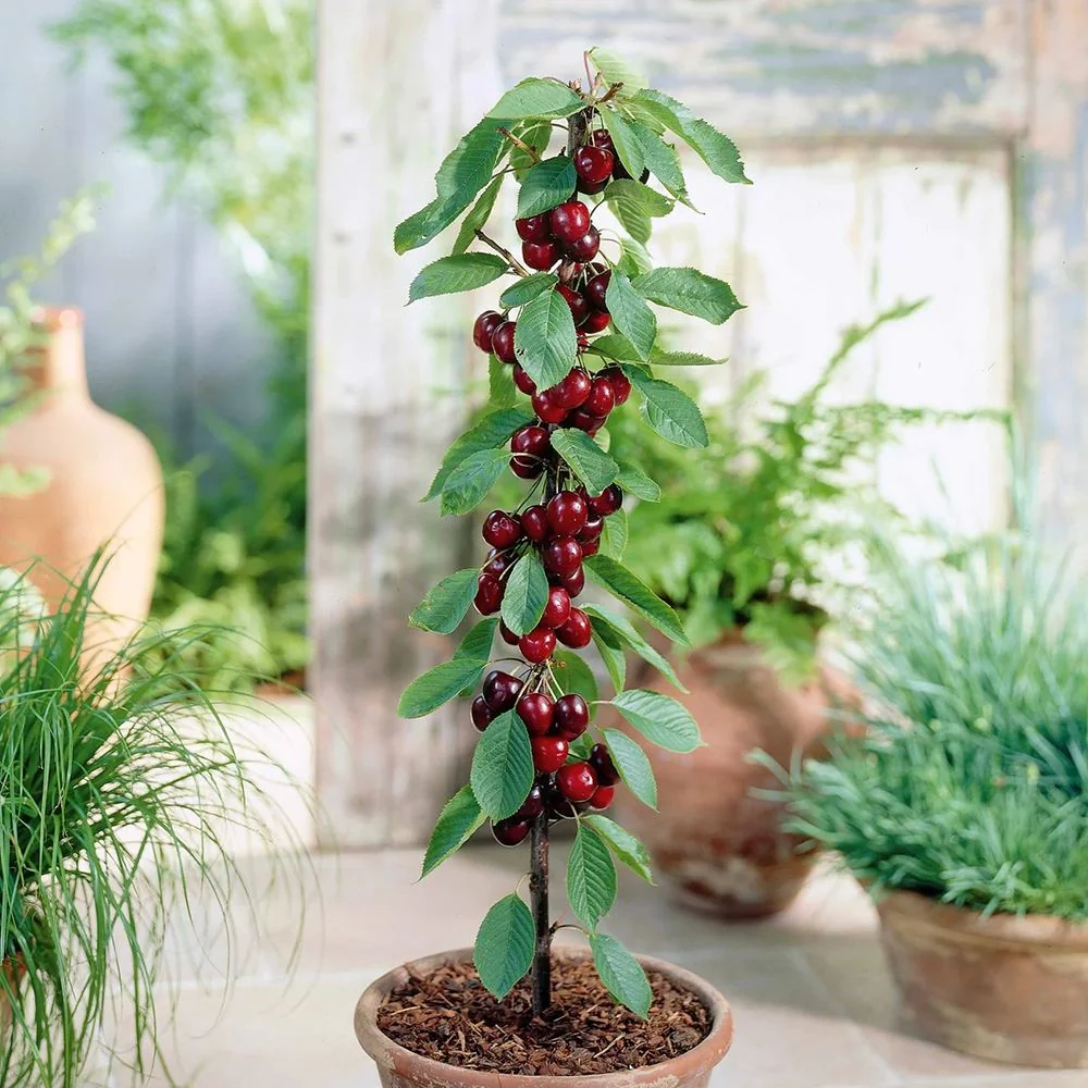 Cires Columnar (Prunus Avium) Sylvia, cu fructe dulci rosii-inchis, 2 pe rod