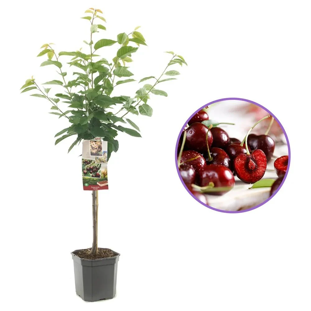 Cires Dulce (Prunus Avium) Kordia, cu fructe dulci rosii-inchis, 2 pe rod