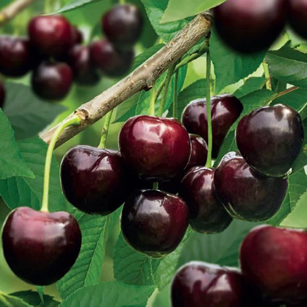 Cires Dulce (Prunus Avium) Kordia, cu fructe dulci rosii-inchis, 2 pe rod