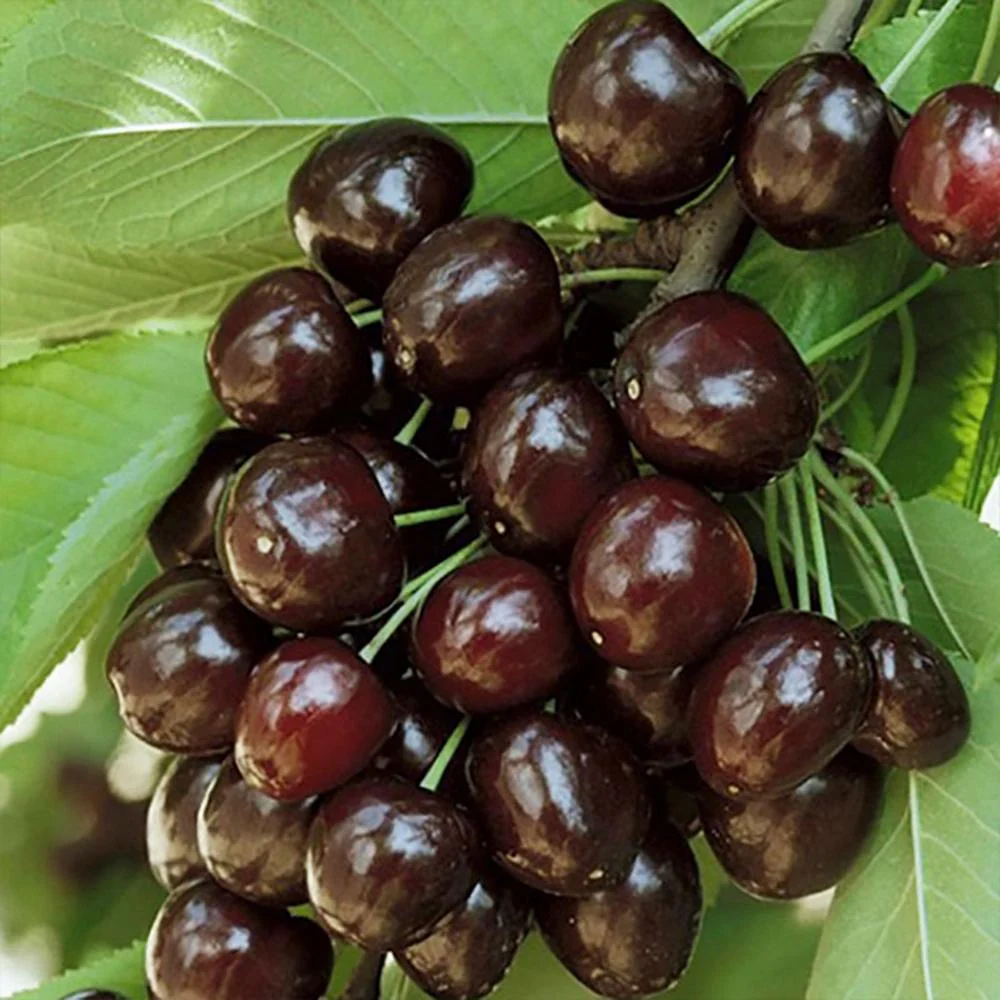 Cires Dulce (Prunus Avium) Kordia, cu fructe dulci rosii-inchis, 2 pe rod