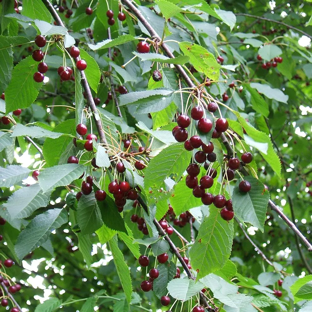 Cires Dulce (Prunus Avium) Kordia, cu fructe dulci rosii-inchis, 2 pe rod