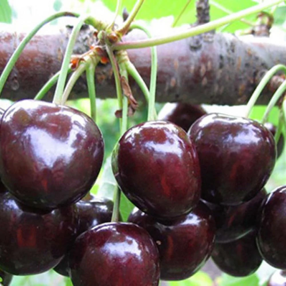 Cires Dulce (Prunus Avium) Kordia, cu fructe dulci rosii-inchis, 2 pe rod