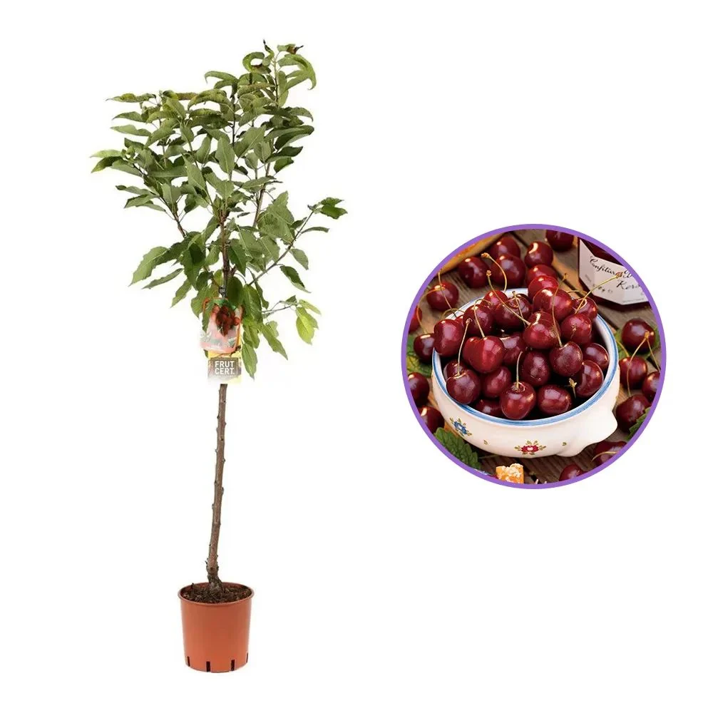 Cires (Prunsu Avium) Bigarreau Napoleon, cu fructe dulci-acidulate, galbene-rosii, 2 pe rod