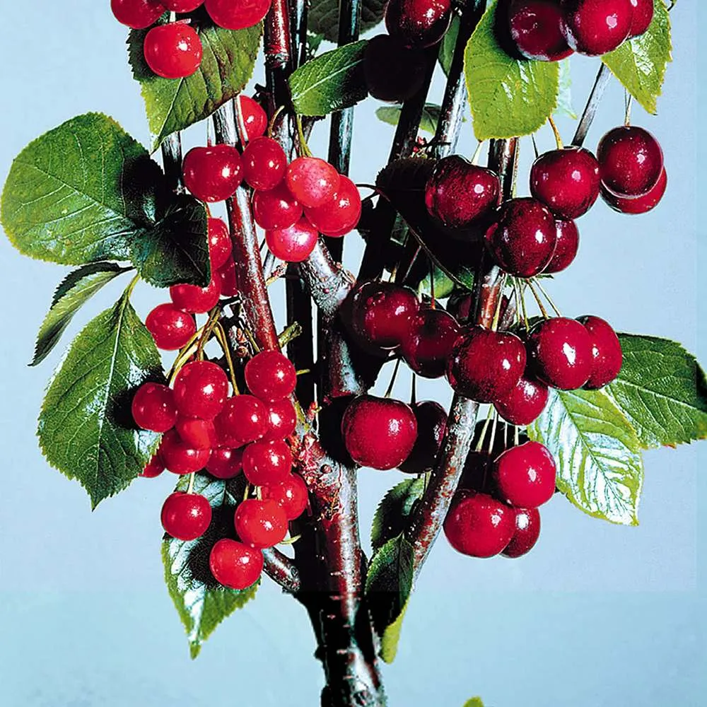 Cires (Prunsu Avium) Bigarreau Napoleon, cu fructe dulci-acidulate, galbene-rosii, 2 pe rod