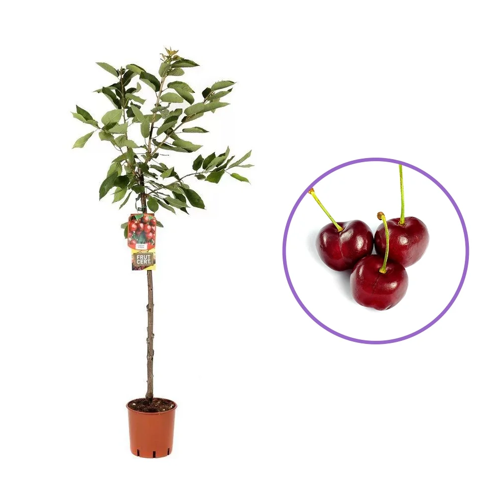 Cires (Prunus Avium) Big Star, cu fructe dulci rosii-inchis, 2 pe rod