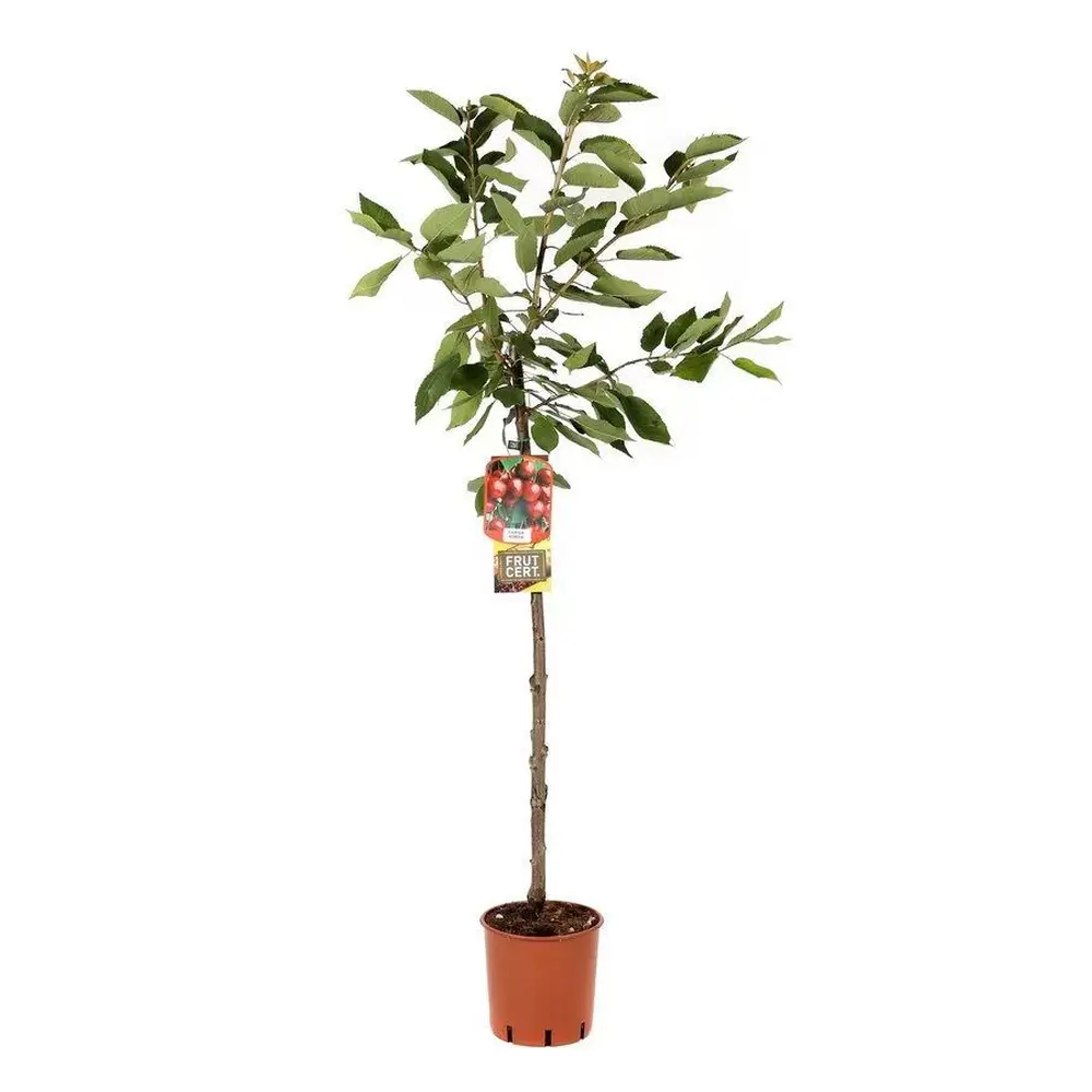 Cires (Prunus Avium) Big Star, cu fructe dulci rosii-inchis, 2 pe rod