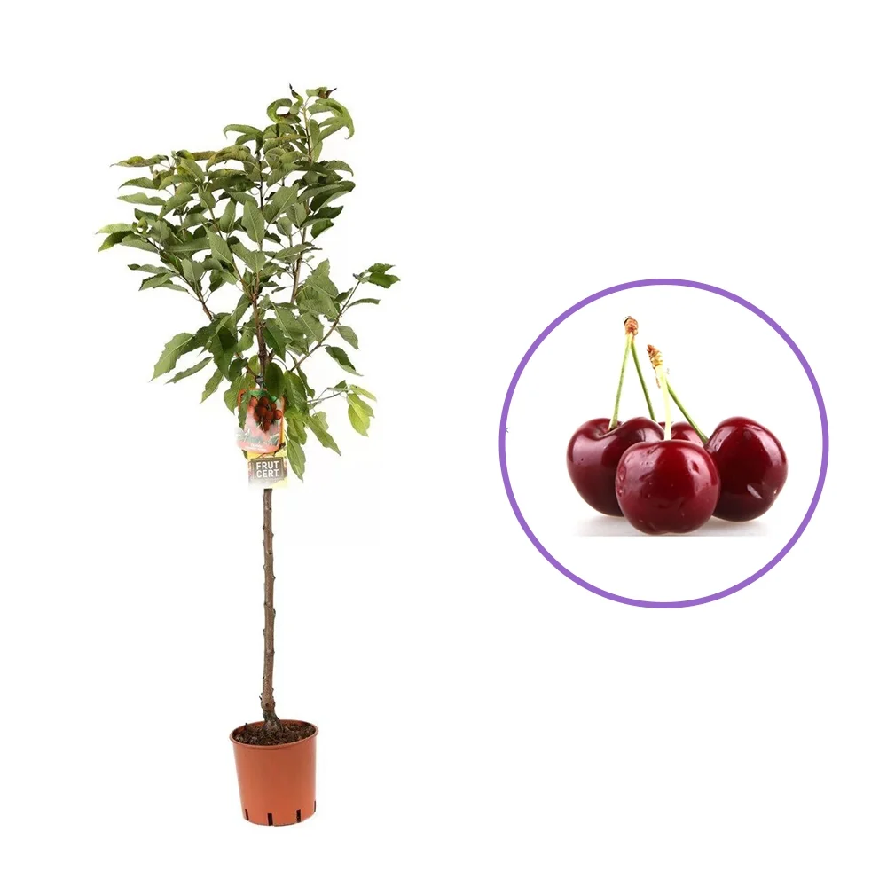 Cires (Prunus Avium) Bigareau Moreau cu fructe dulci rosii-inchis, 2 pe rod