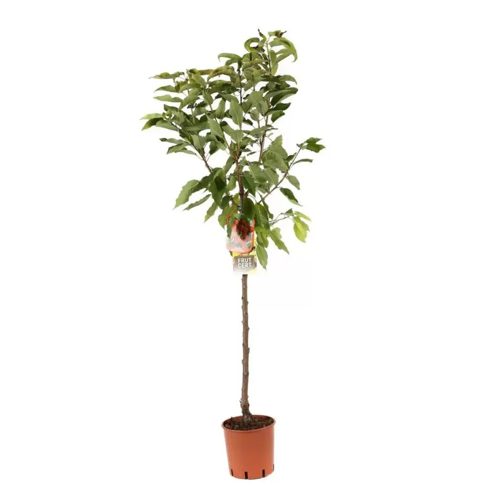 Cires (Prunus Avium) Bigareau Moreau cu fructe dulci rosii-inchis, 2 pe rod