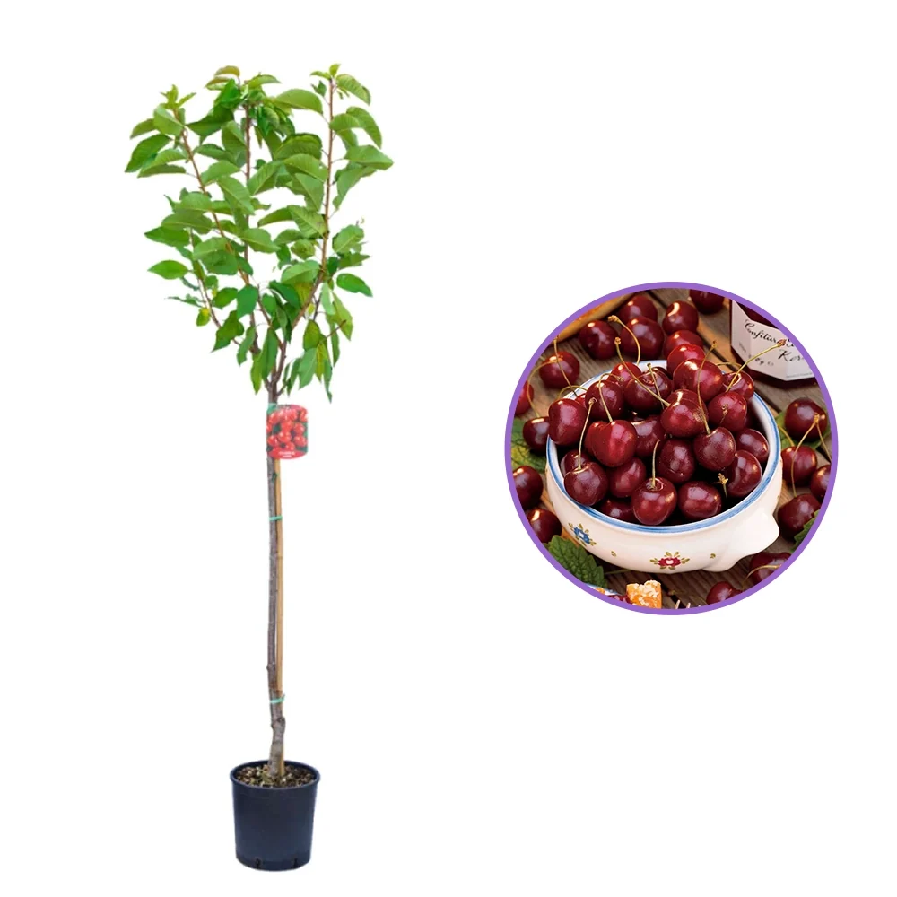 Cires (Prunus Avium) Bigarreau Van cu fructe dulci rosii, 2 pe rod