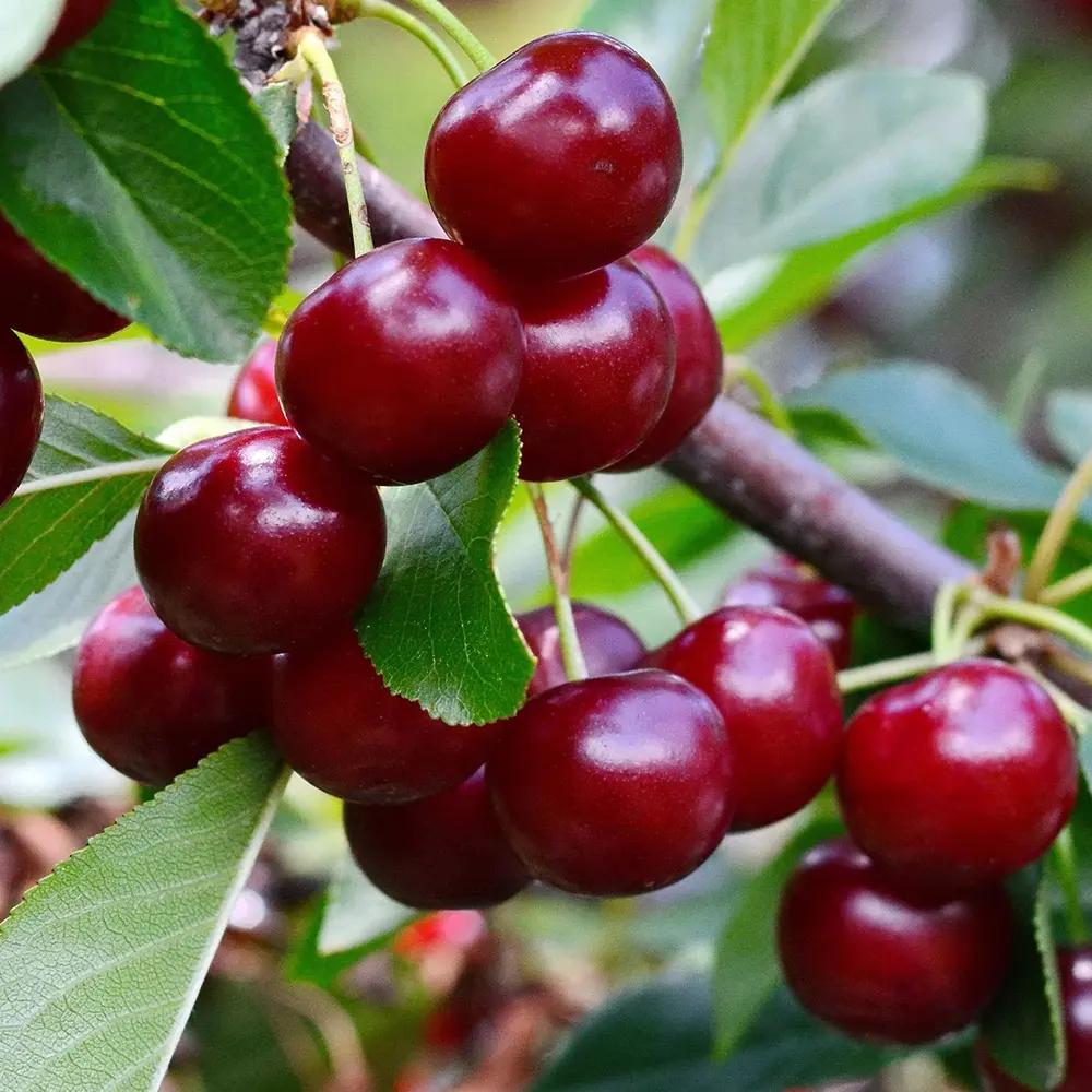 Cires (Prunus Avium) Bigarreau Van cu fructe dulci rosii, 2 pe rod