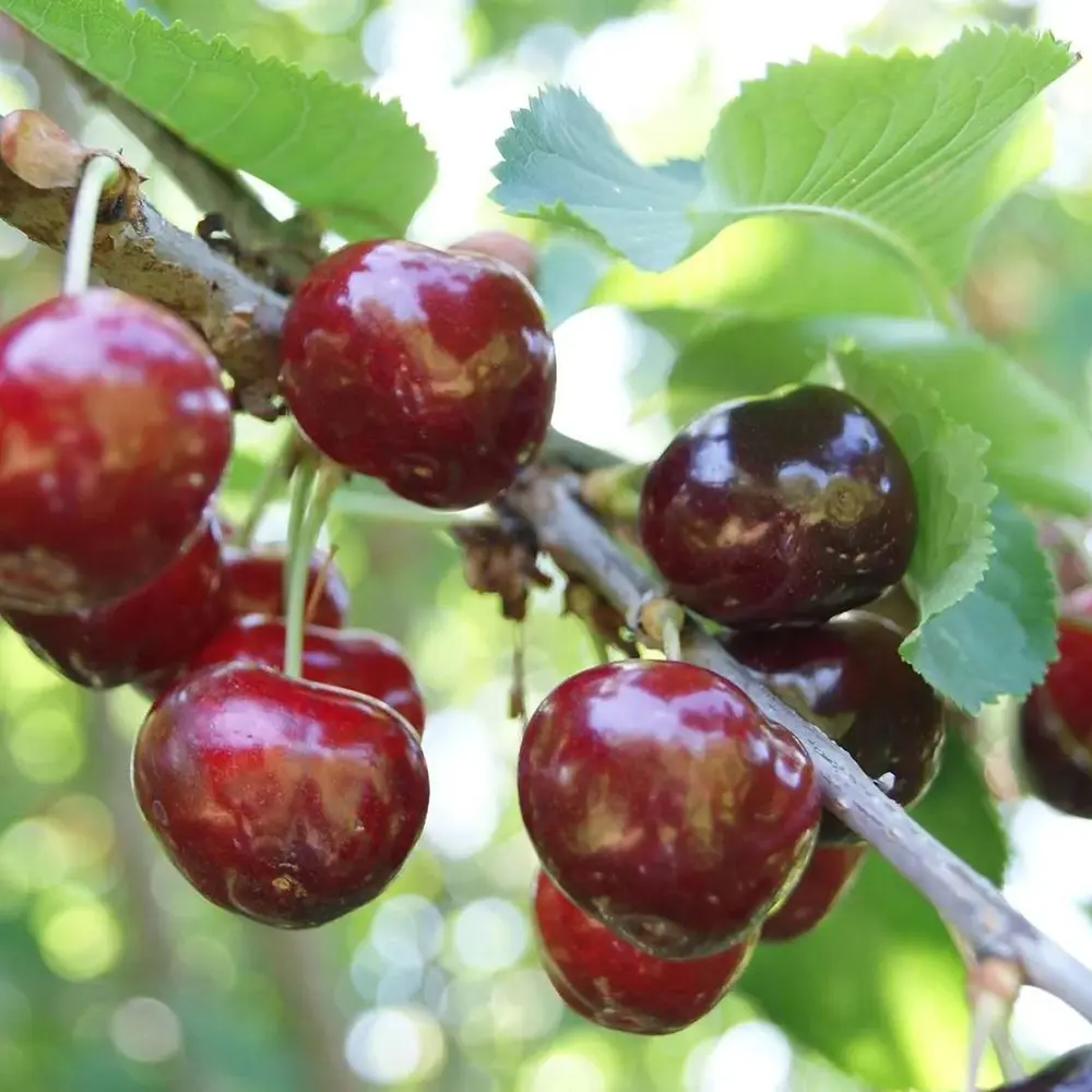 Cires (Prunus Avium) Bigarreau Van cu fructe dulci rosii, 2 pe rod
