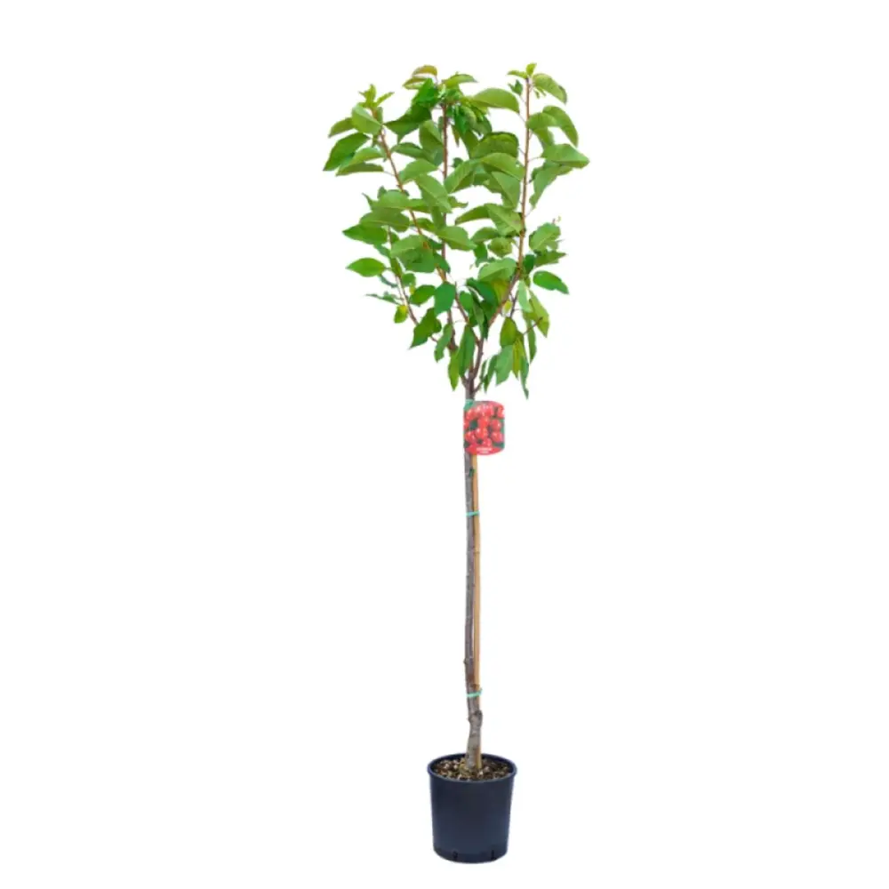 Cires (Prunus Avium) Bigarreau Van cu fructe dulci rosii, 2 pe rod