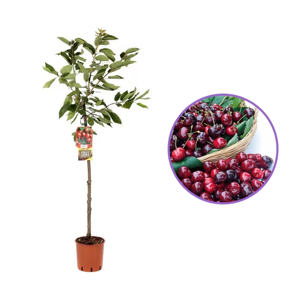Cires (Prunus Avium) Canada Giant cu fructe dulci rosii-mov, 2 pe rod