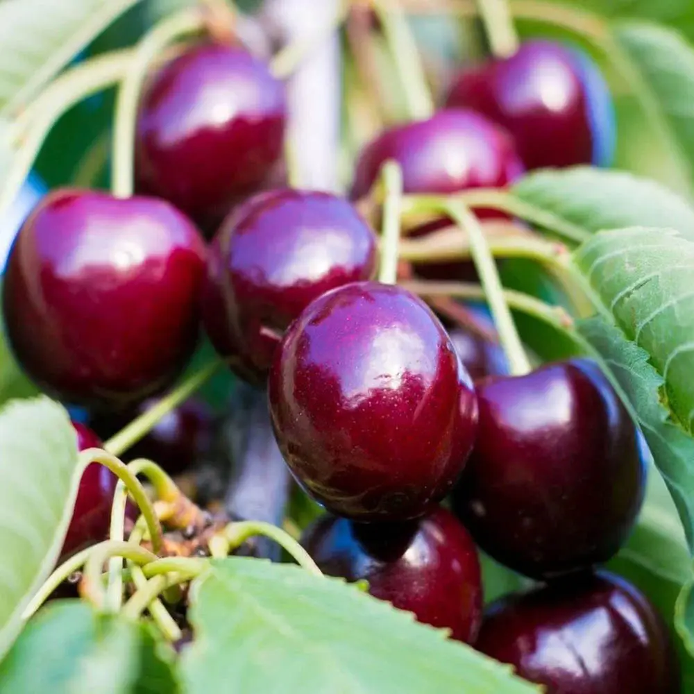 Cires (Prunus Avium) Canada Giant cu fructe dulci rosii-mov, 2 pe rod
