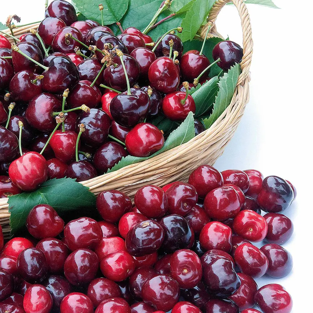 Cires (Prunus Avium) Canada Giant cu fructe dulci rosii-mov, 2 pe rod