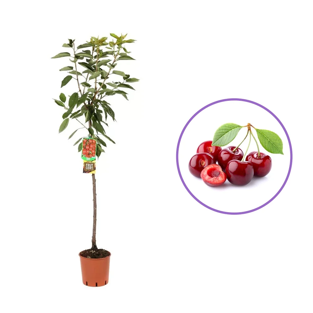 Cires (Prunus Avium) Ferrovia cu fructe dulci rosii-aprinse, 2 pe rod