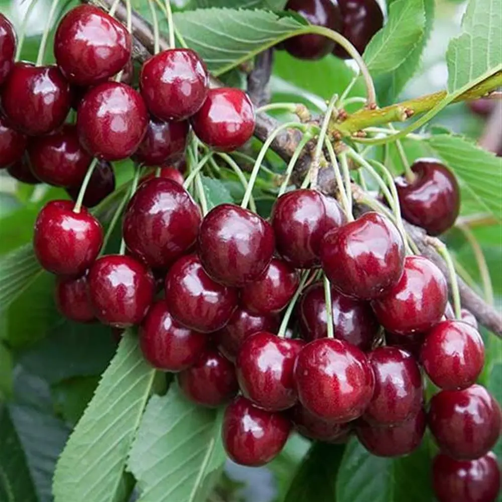 Cires (Prunus Avium) Ferrovia cu fructe dulci rosii-aprinse, 2 pe rod